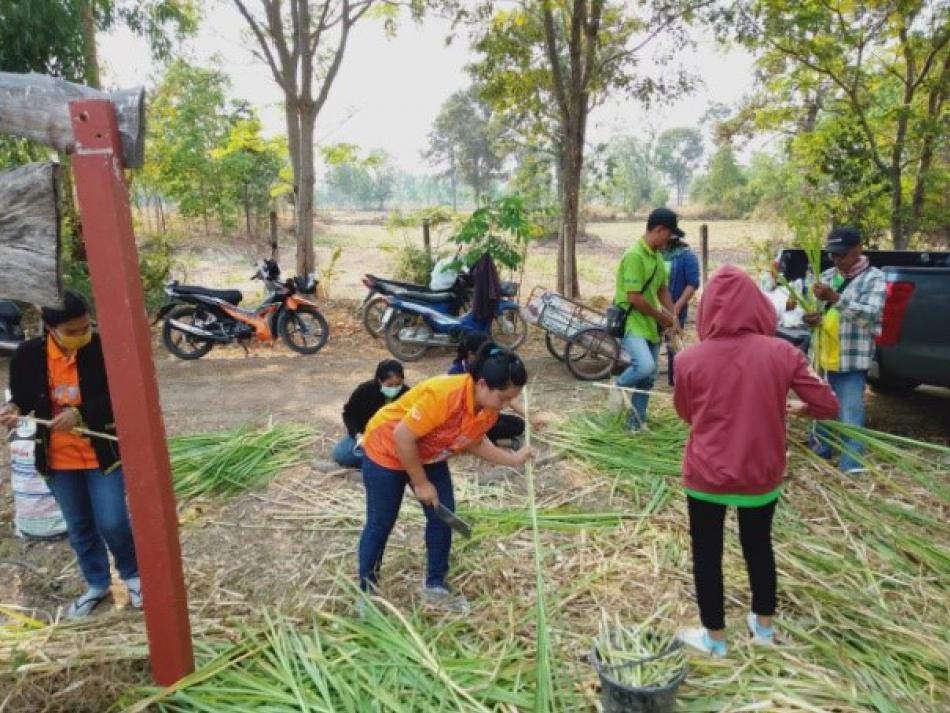 โครงการปลูกหญ้าหวาน (1 ภาพ)